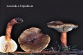 Lactarius hepaticus-amf1106
